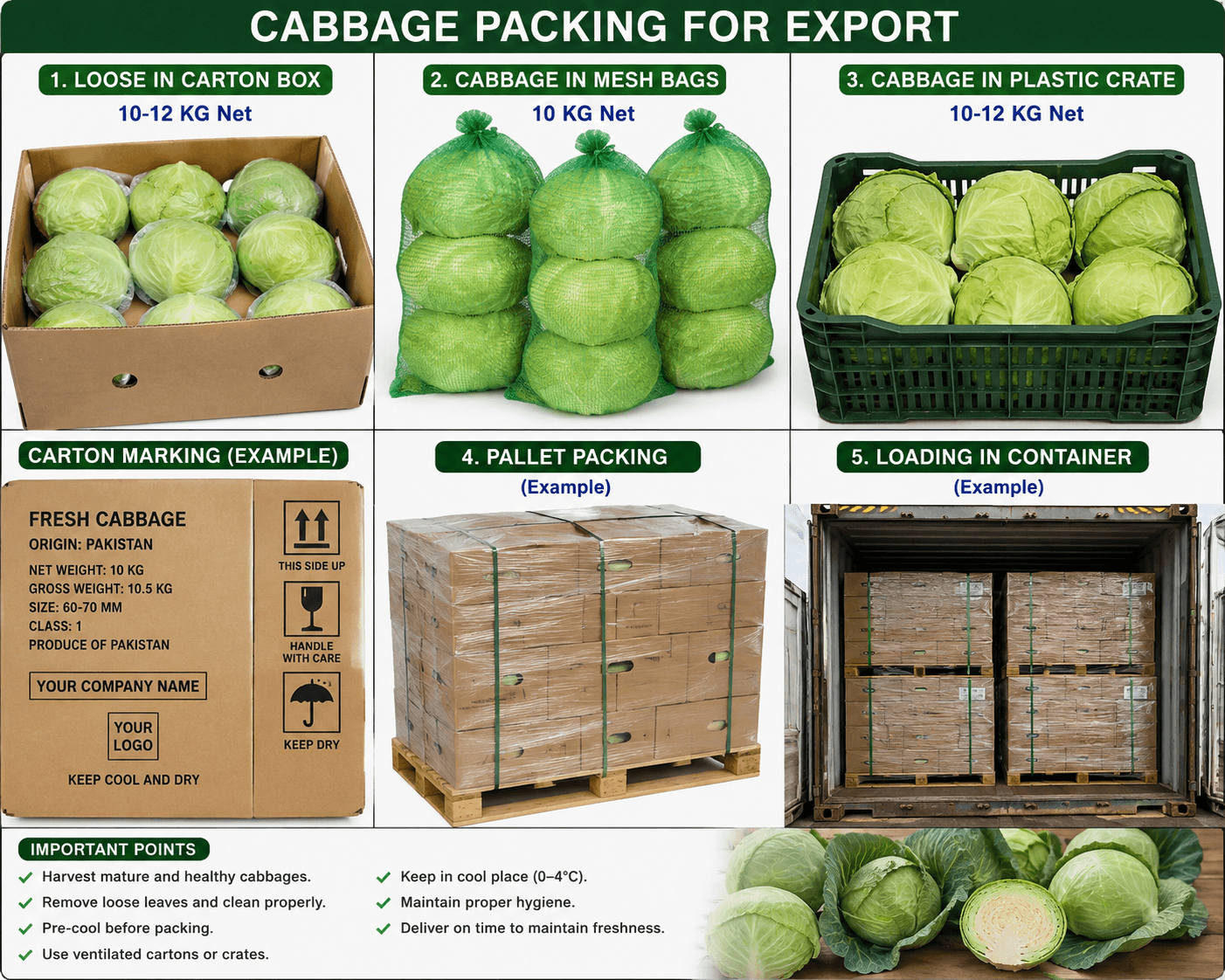 Fresh Vegetable Export banner