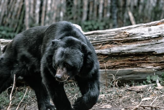 Black Bear Hunting in Alaska Tips and Regulations