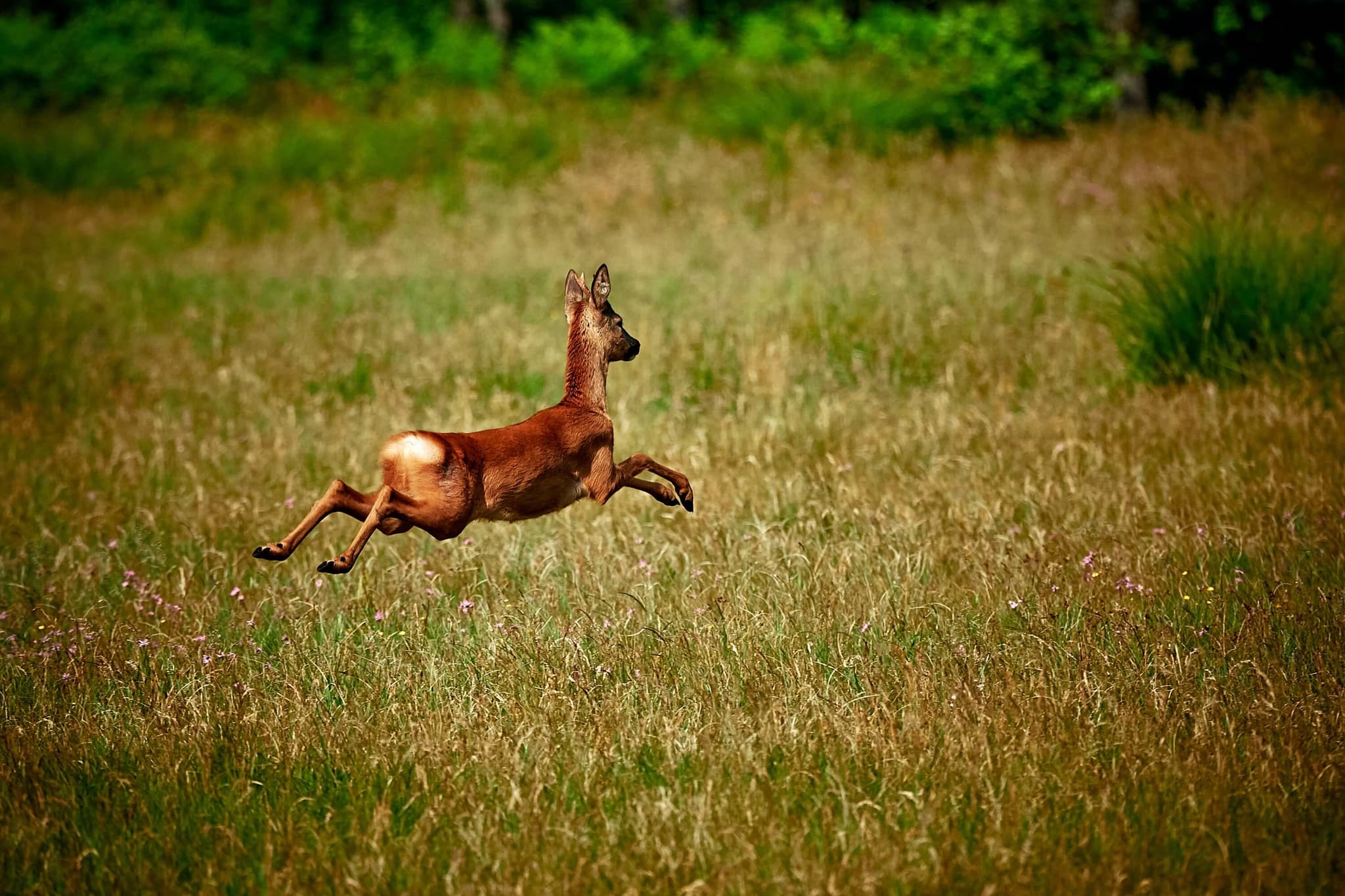 Unveiling the Secrets of Deer Speed: How Fast Can They Really Run