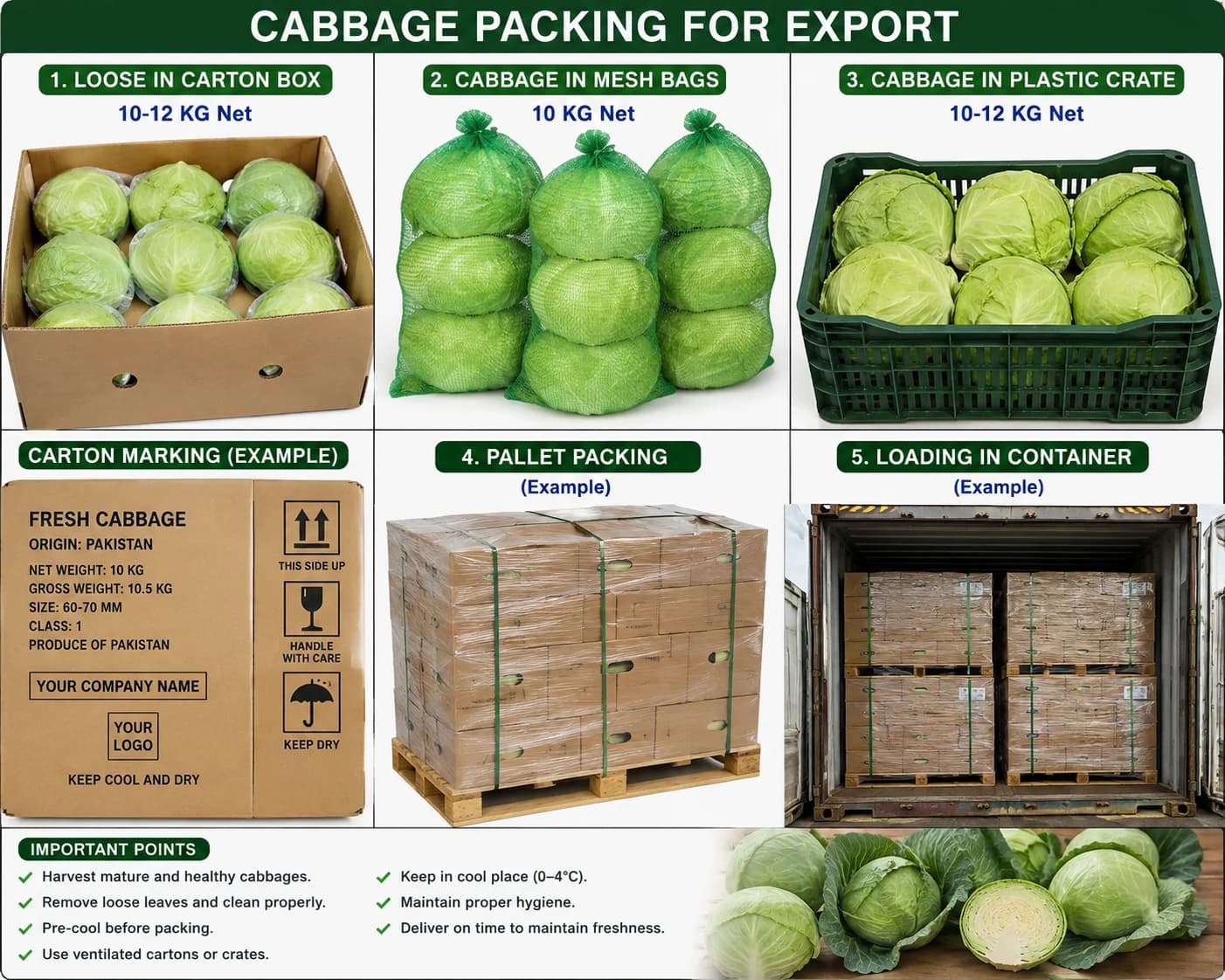 Fresh cabbage from Pakistan