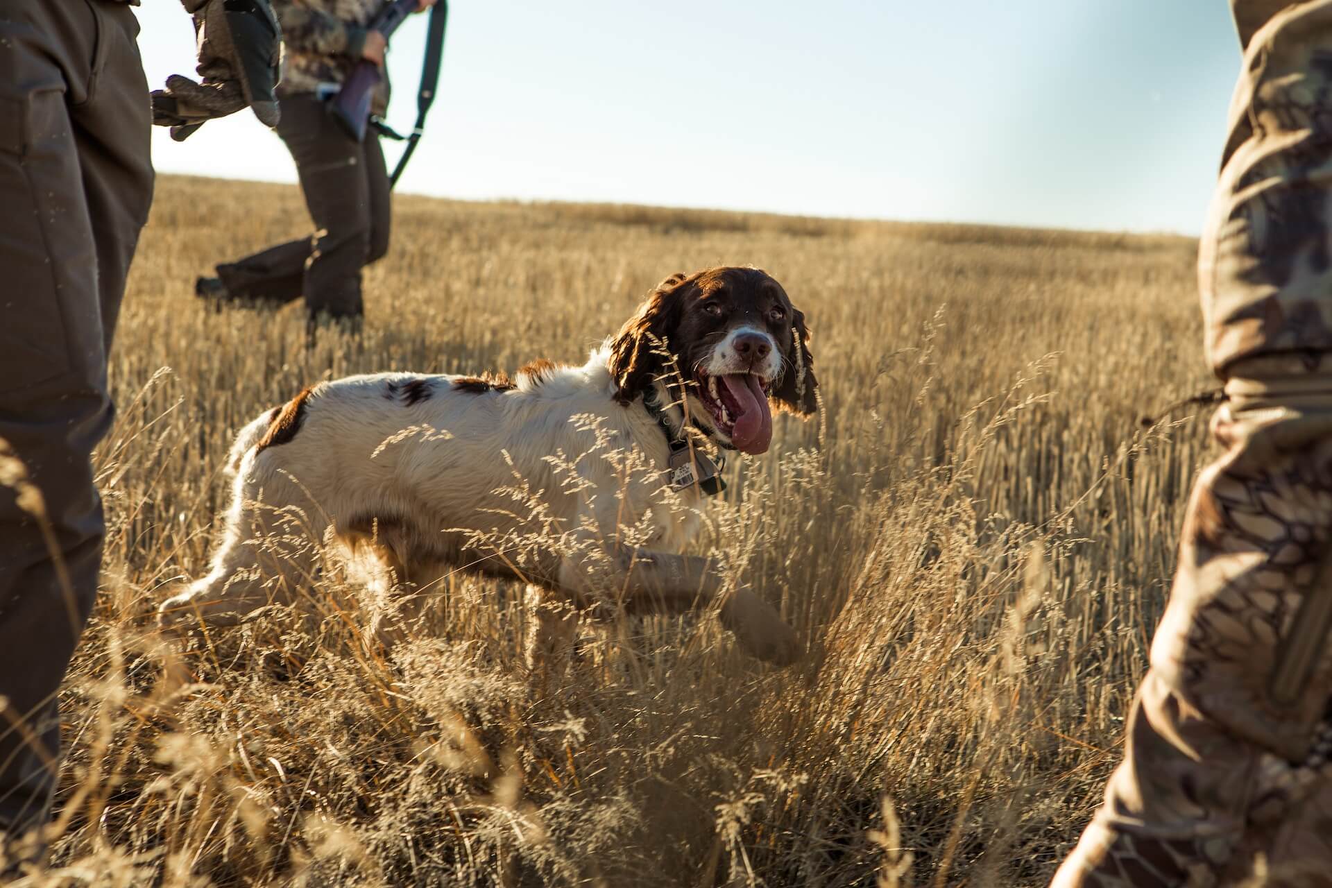 Best Training Hunting Dogs 2023