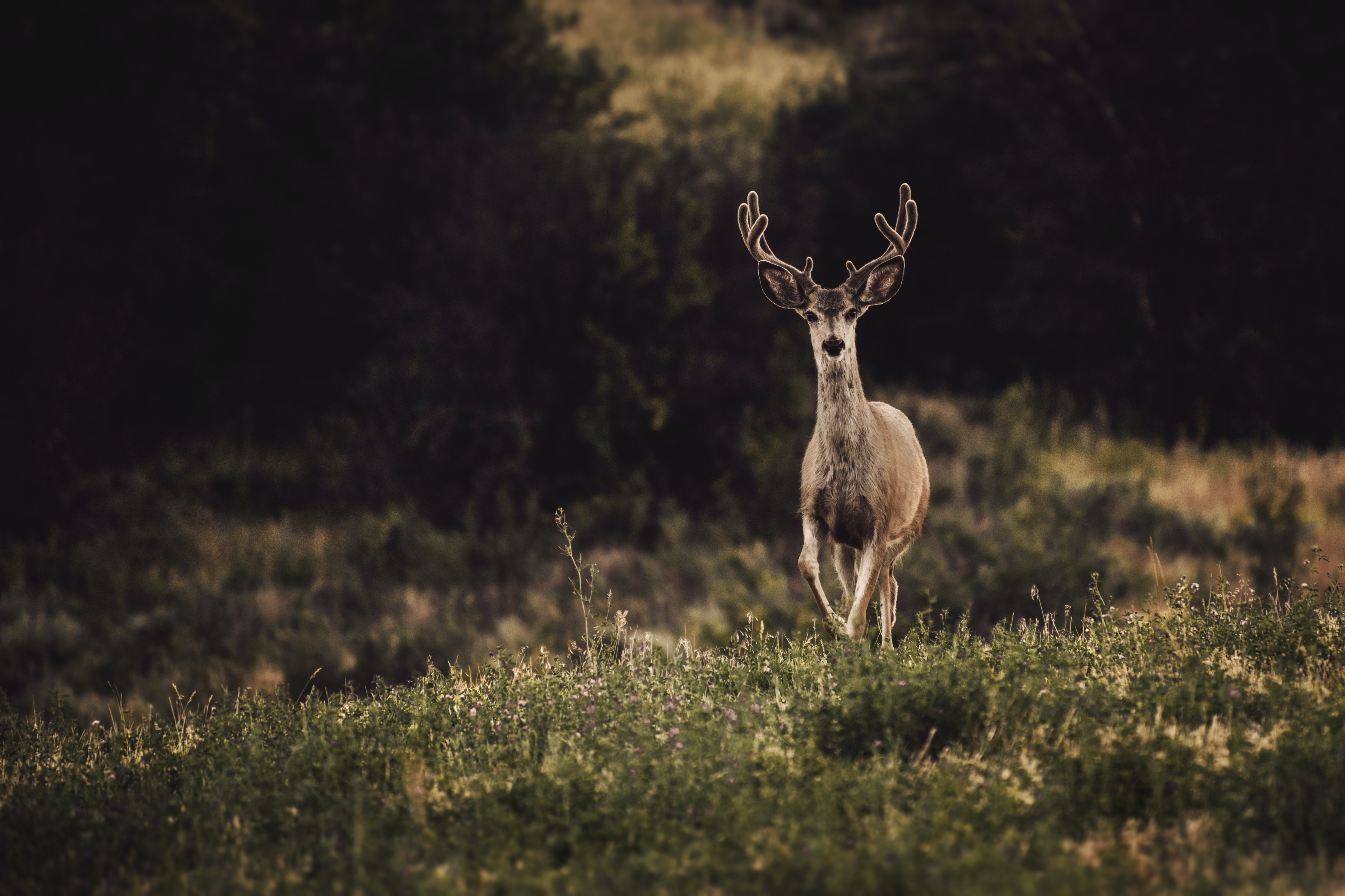 Monster Whitetail Deer Guide