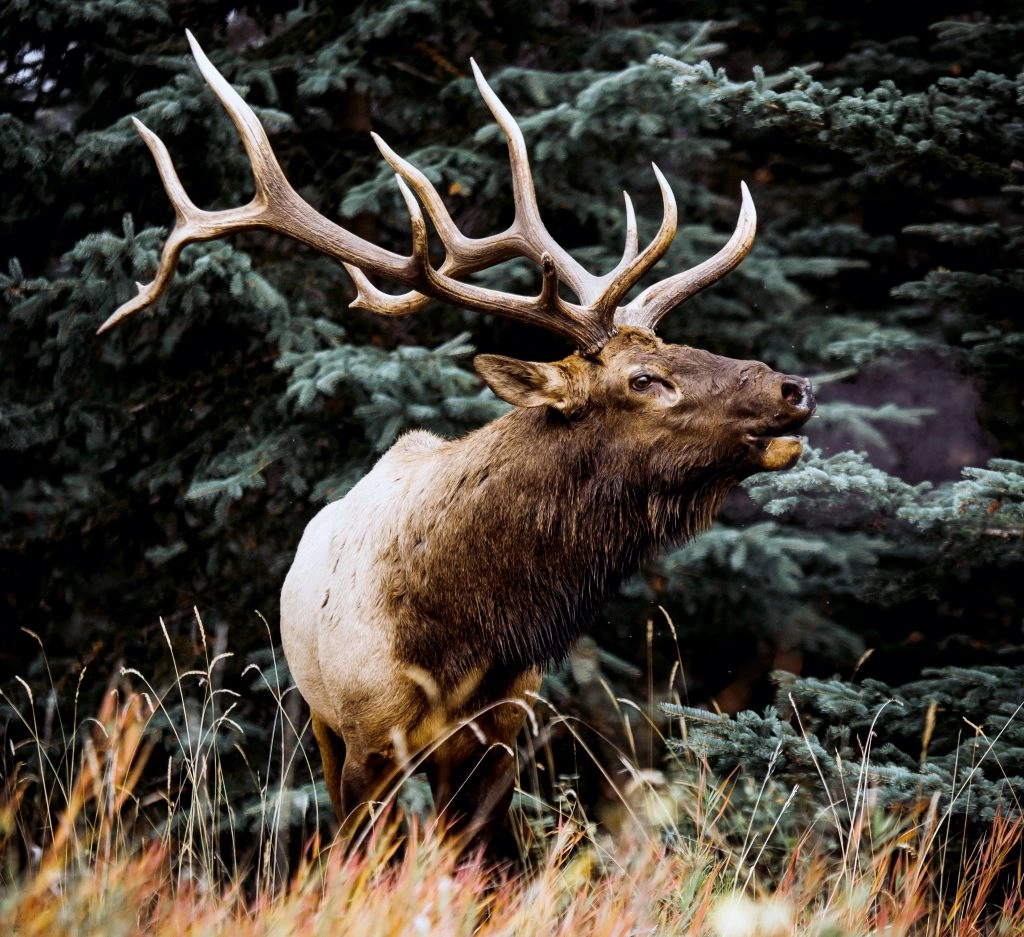 archery elk hunting