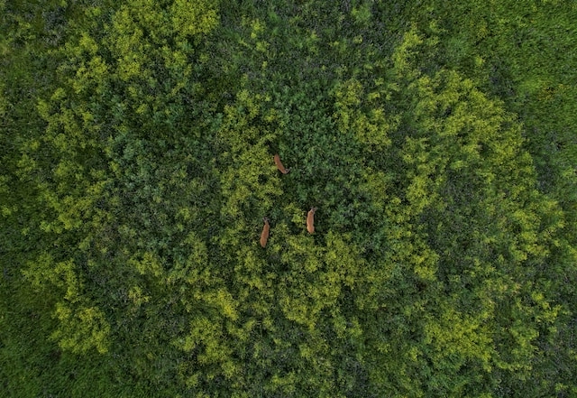 hunter drone for deer