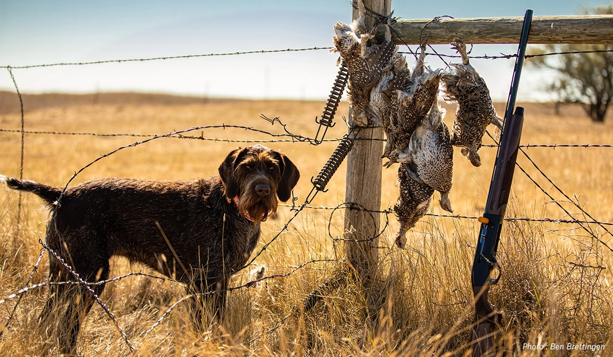Montana Pheasant Hunting dog